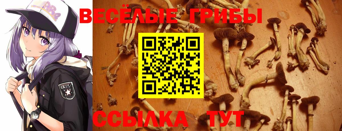Псилоцибиновые грибы Psilocybine cubensis Кировск